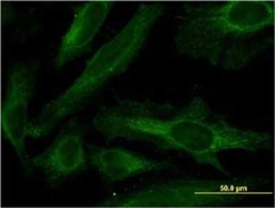 Immunocytochemistry/ Immunofluorescence: PDE4C Antibody (4E5) [H00005143-M02]