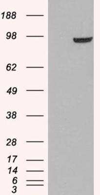 Western Blot: PDE5A Antibody [NB300-957]