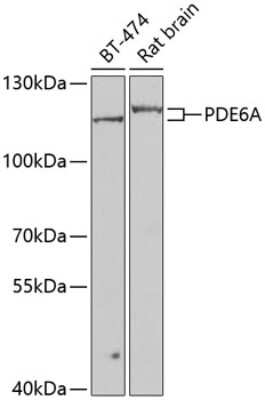 Western Blot: PDE6A AntibodyBSA Free [NBP2-93607]