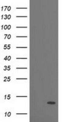 Western Blot: PDE6G Antibody (OTI2F5)Azide and BSA Free [NBP2-73298]