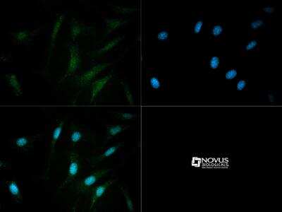 Immunocytochemistry/ Immunofluorescence: PDE9A Antibody - BSA Free [NBP1-00641]