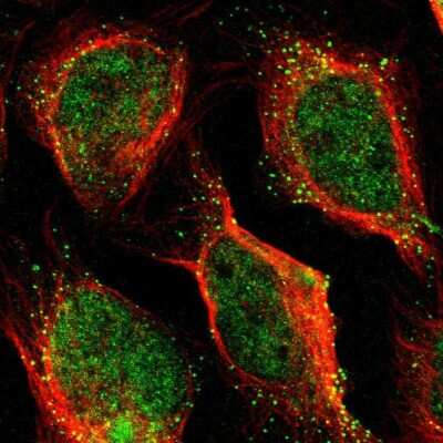 Immunocytochemistry/ Immunofluorescence: PDE9A Antibody [NBP1-86478]