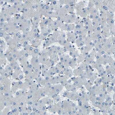 Immunohistochemistry-Paraffin: PDE9A Antibody [NBP1-86478]