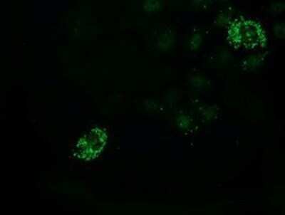 Immunocytochemistry/ Immunofluorescence: PDF Antibody (OTI3F3) - Azide and BSA Free [NBP2-73301]
