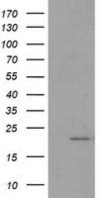 Western Blot: PDF Antibody (OTI3F3)Azide and BSA Free [NBP2-73301]