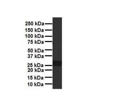 Western Blot: PDGF-B Antibody [NBP1-58279]