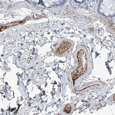 Immunohistochemistry-Paraffin: PDGF-C Antibody [NBP1-83935]