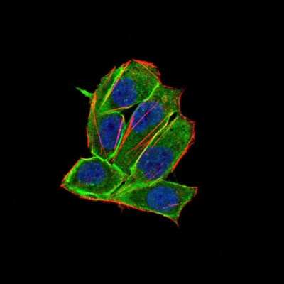 Immunocytochemistry/ Immunofluorescence: PDGFR alpha Antibody (8E12F2) - BSA Free [NBP2-52528]
