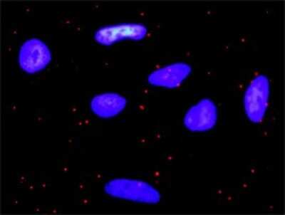 Proximity Ligation Assay: PDGFA Antibody [H00005154-D01P]