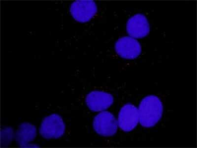 Proximity Ligation Assay: PDGFA Antibody [H00005154-D01P]