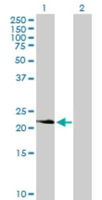 Western Blot: PDGFA Antibody [H00005154-B01P]