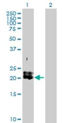 Western Blot: PDGFA Antibody [H00005154-D01P]