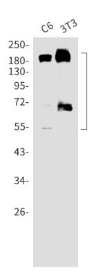 Western Blot: PDGFR alpha Antibody (S06-6D3) [NBP3-20048]