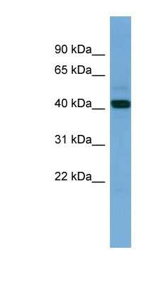 Western Blot: PDHA2 Antibody [NBP1-79536]