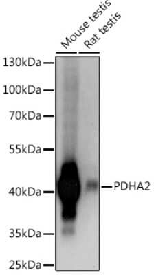 Western Blot: PDHA2 AntibodyAzide and BSA Free [NBP3-15503]