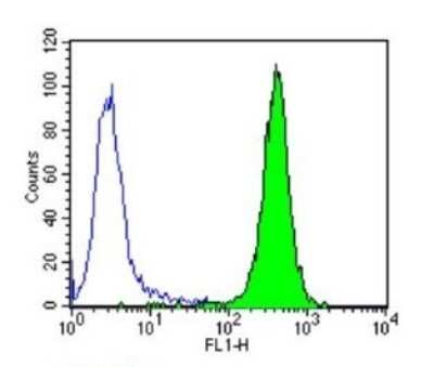 Flow Cytometry: Protein Disulfide Isomerase/P4HB Antibody (RL77) [NB600-1164]