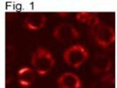 Immunocytochemistry/ Immunofluorescence: Protein Disulfide Isomerase/P4HB Antibody (RL77) [NB600-1164]