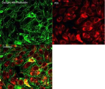 Immunocytochemistry/ Immunofluorescence: Protein Disulfide Isomerase/P4HB Antibody (RL90) [NB300-517]