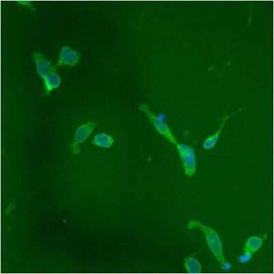 Immunocytochemistry/ Immunofluorescence: Protein Disulfide Isomerase/P4HB Antibody (RL90) [NB300-517]