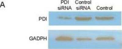 Knockdown Validated: Protein Disulfide Isomerase/P4HB Antibody (RL90) [NB300-517]
