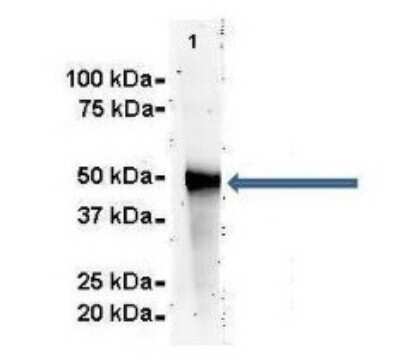 Western Blot: PDIA6 Antibody [NBP1-57999]