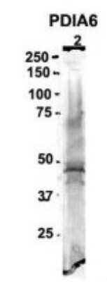 Western Blot: PDIA6 Antibody [NBP1-57999]