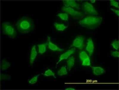 Immunocytochemistry/ Immunofluorescence: PDIR Antibody (3A3) [H00010954-M01]