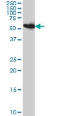 Western Blot: PDIR Antibody (3A3) [H00010954-M01]