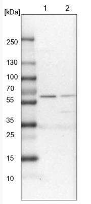 Western Blot: PDIR Antibody [NBP1-92252]