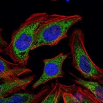 Immunocytochemistry/ Immunofluorescence: Pyruvate Dehydrogenase Kinase 1/PDK1 Antibody (4A11) - BSA Free [NBP2-22171]