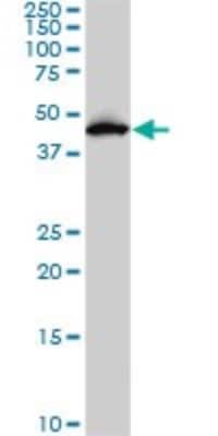 Western Blot: PDK2 Antibody (5F8) [H00005164-M02]