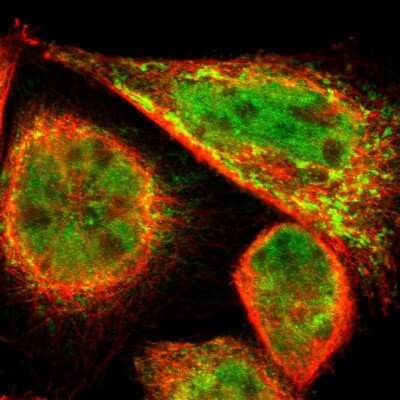 Immunocytochemistry/ Immunofluorescence: PDK2 Antibody [NBP1-87307]