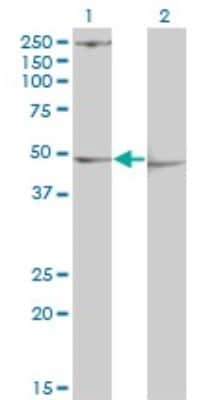 Western Blot: PDK3 Antibody (2B11) [H00005165-M01]