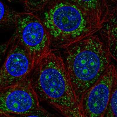 Immunocytochemistry/ Immunofluorescence: PDK3 Antibody [NBP2-56356]