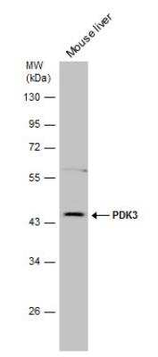 Western Blot: PDK3 Antibody [NBP1-32581]
