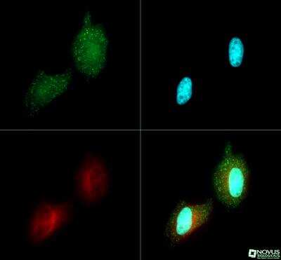 Immunocytochemistry/ Immunofluorescence: PDK4 Antibody - BSA Free [NBP1-07049]