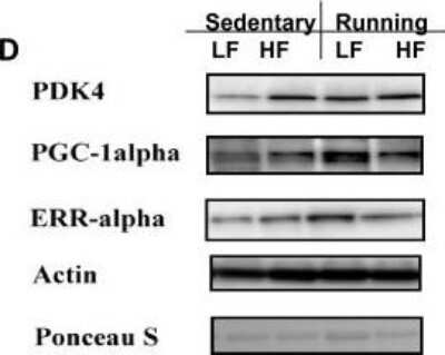 Western Blot: PDK4 AntibodyBSA Free [NBP1-07047]