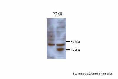 Western Blot: PDK4 Antibody [NBP1-54723]