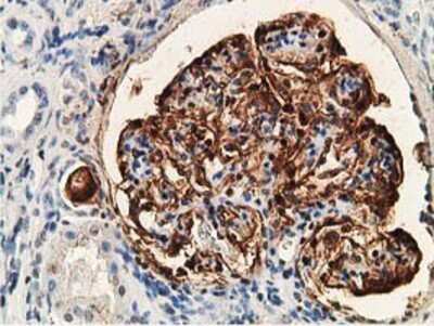 Immunohistochemistry-Paraffin: PDLIM2 Antibody (OTI11A12) [NBP2-00619]