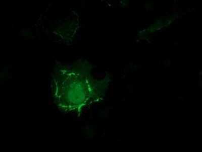 Immunocytochemistry/ Immunofluorescence: PDLIM2 Antibody (OTI11A12) [NBP2-00619]