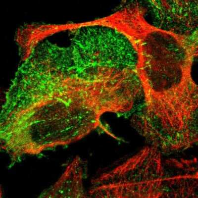Immunocytochemistry/ Immunofluorescence: PDLIM2 Antibody [NBP1-85800]