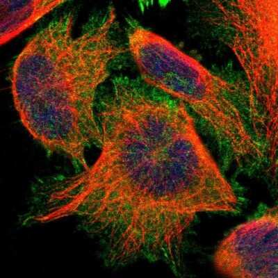 Immunocytochemistry/ Immunofluorescence: PDLIM5 Antibody [NBP1-84843]