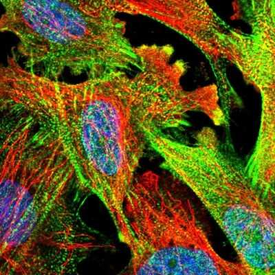 Immunocytochemistry/ Immunofluorescence: PDLIM7 Antibody [NBP2-58734]