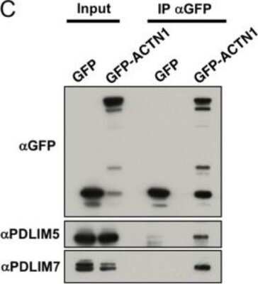Western Blot: PDLIM7 Antibody [NBP1-84841]