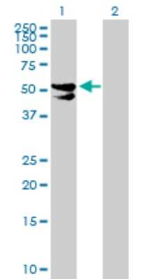 Western Blot: PDP2 Antibody [H00057546-B01P]