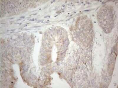 Immunohistochemistry-Paraffin: PDX-1/IPF1 Antibody (OTI3H3) [NBP2-46371]