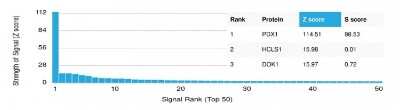 Protein Array: PDX-1/IPF1 Antibody (PCRP-PDX1-2C11) [NBP3-07528]