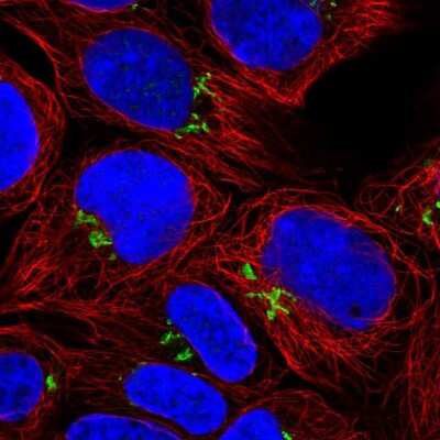 Immunocytochemistry/ Immunofluorescence: PDXDC1 Antibody [NBP2-30594]