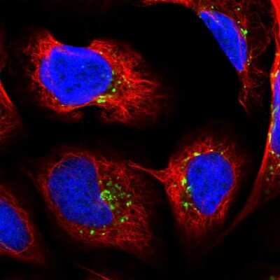 Immunocytochemistry/ Immunofluorescence: PDXDC1 Antibody [NBP2-47336]