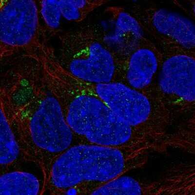 Immunocytochemistry/ Immunofluorescence: PDXDC1 Antibody [NBP2-55366]
